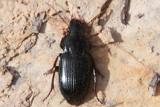 Harpalus cfr rufipalpis